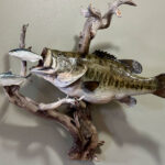 large mouth bass taxidermy